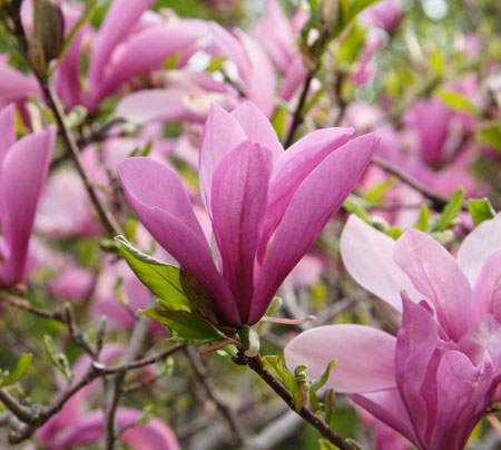 Jane, magnolia, poetry, Christian, gardenng, Spring, pink, flower