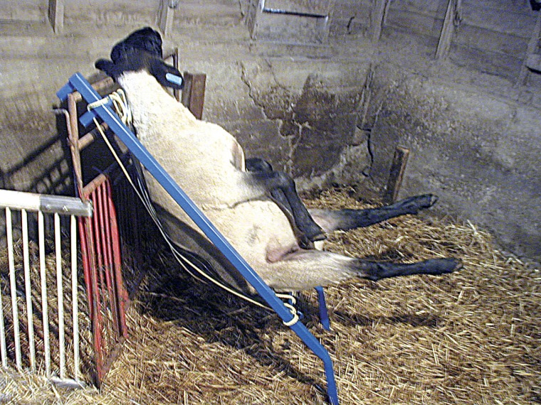 sheep, chair, hoof, trimming, animal, vet, husbandry, parasite, treatment